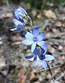 Thelymitra crinita near Jarrahdale