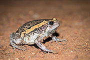 Image of Banded bullfrog