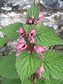 Lamium orvala