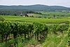 View from the heights near Johannisberg looking east over the vineyards of Oestrich-Winkel and Schloss Vollrad and Hallgarter Zange