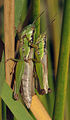 Locust (nom)