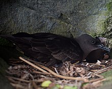 black seabird sitting in branches under rocky shelf