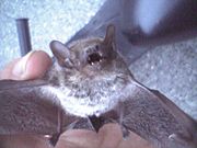 Brown bat