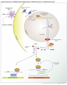 RNAi in mammalian cells