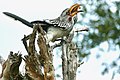 Courtship feeding in Kruger Park