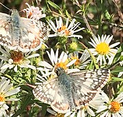 two ivory butterflies with grayish patterns on their wings