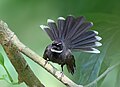Image 17Fantails are small insectivorous birds of Australasia, Southeast Asia and the Indian subcontinent of the genus Rhipidura in the family Rhipiduridae. The pictured specimen was photographed at Bhawal National Park. Photo Credit: Md shahanshah bappy