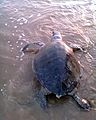 Olive ridley turtles lay eggs on the sandy beaches