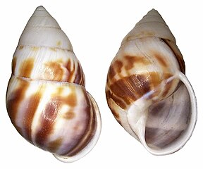 Abapertural view of a sinistral shell (left), and apertural view of a dextral shell (right) of A. perversus