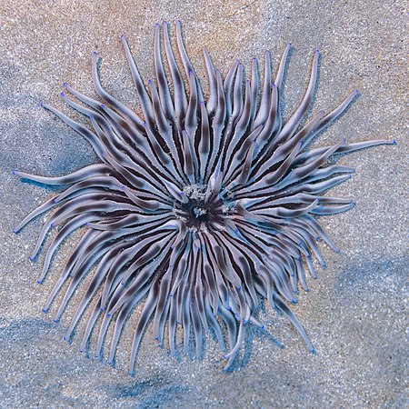 斑纹菊花海葵（Condylactis aurantiaca）。摄于塞浦路斯帕福斯手枪湾。