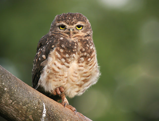 穴鸮（Athene cunicularia），拍摄于巴西戈亚斯州戈亚尼亚附近。