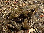 Boreal toad