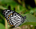 Form dissimilis Underside