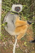 Brown and gray lemur