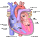 Diagram of the human heart (cropped)