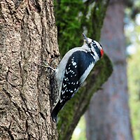 A Downy Woodpecker (male) in Oregon, United States