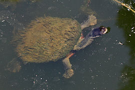 Eastern Long-neck-Turtle-with-algae,-Vic,-3.1.2008