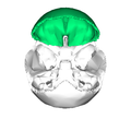 额骨内表面（显示为绿色）。顶骨被移除。