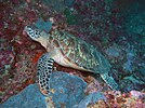 Hawksbill