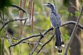 Indian Grey Hornbill in Pune. Note the casque, and the distinctive tail feathers.