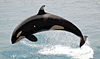 Orcinus orca