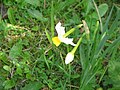 Narcissus tazetta subsp. italicus