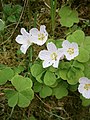 Oxalis acetosella