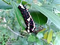 Papilio clytia_larva from Kerala
