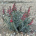 Penstemon cerrosensis blooming