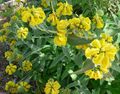 Phlomis fruticosa