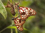 Mating pair