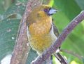 Prong-billed Barbet