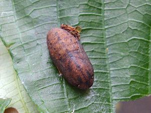 Pupa