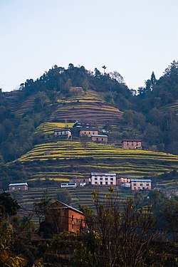 Terrace farming and houses at Bhardev, Lalitpur