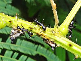 Treehoppers mating; also some nymphs. Mutualistic carpenter ants present. Hyderabad, India