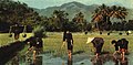 1962-05 1962年 海南岛乐东县 黎族民众插秧