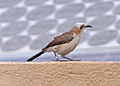 Individual at Hobatere, Kunene Region, Namibia