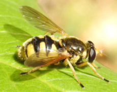 Yellow-legged Wood Fly Blera humeralis