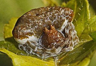 Mastophora phrynosoma