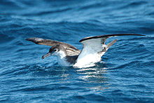 Buller's shearwater on sea surface