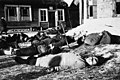 Image 17Mass murder of Soviet civilians near Minsk, 1943 (from History of Belarus)