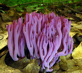 Clavaria zollingeri, by Dan Molter