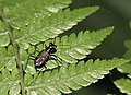 Cylindera (Verticina) versicolor