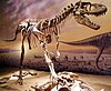 Albertosaurus skeleton.