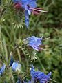 Echium vulgare flowers