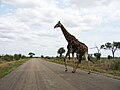 A bird (look carefully) riding a Giraffe in Kruger National Park.