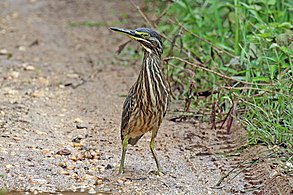 juvenile B. s. atricapilla Ghana