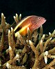 Hawkfish resting on Acropora grandis