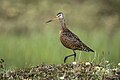 Hudsonian godwit (used 97x)