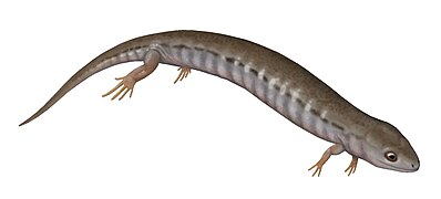 Hyloplesion, a "microsaur"